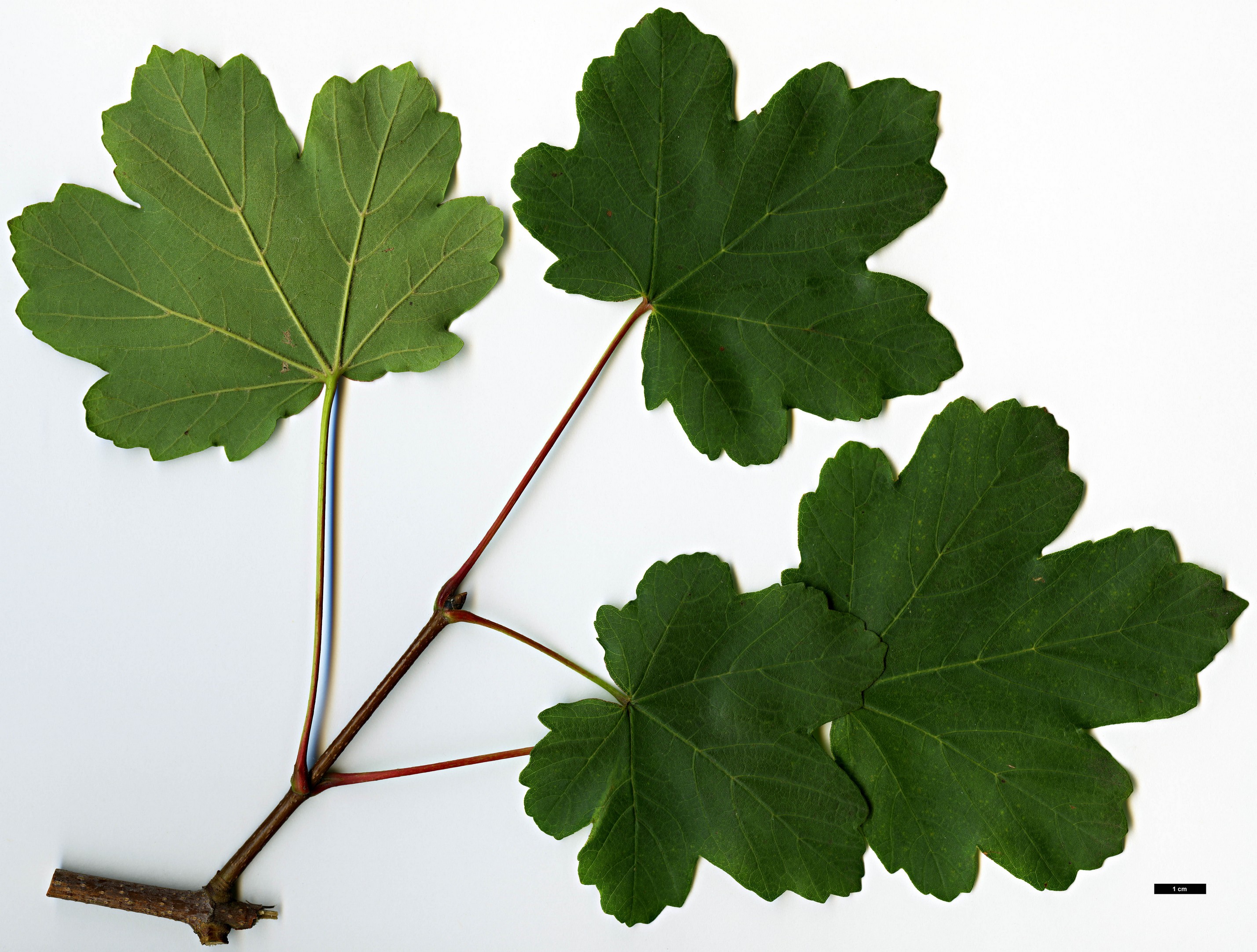 High resolution image: Family: Sapindaceae - Genus: Acer - Taxon: granatense